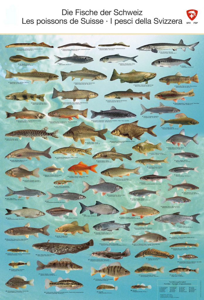 45++ Fischarten liste mit bildern pdf , Grenzen&amp;Wasserinfos SFVZ